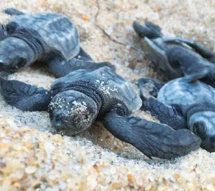 Volunteer supporting a sea turtle conservation project