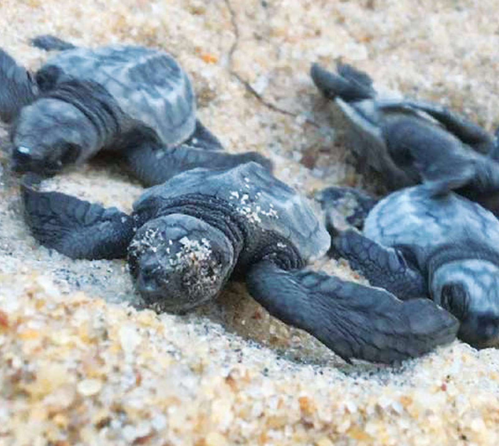 Volunteer supporting a sea turtle conservation project