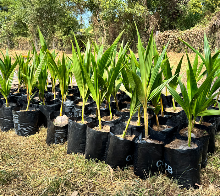 Coconut seedling distribution programme in the Eastern Province