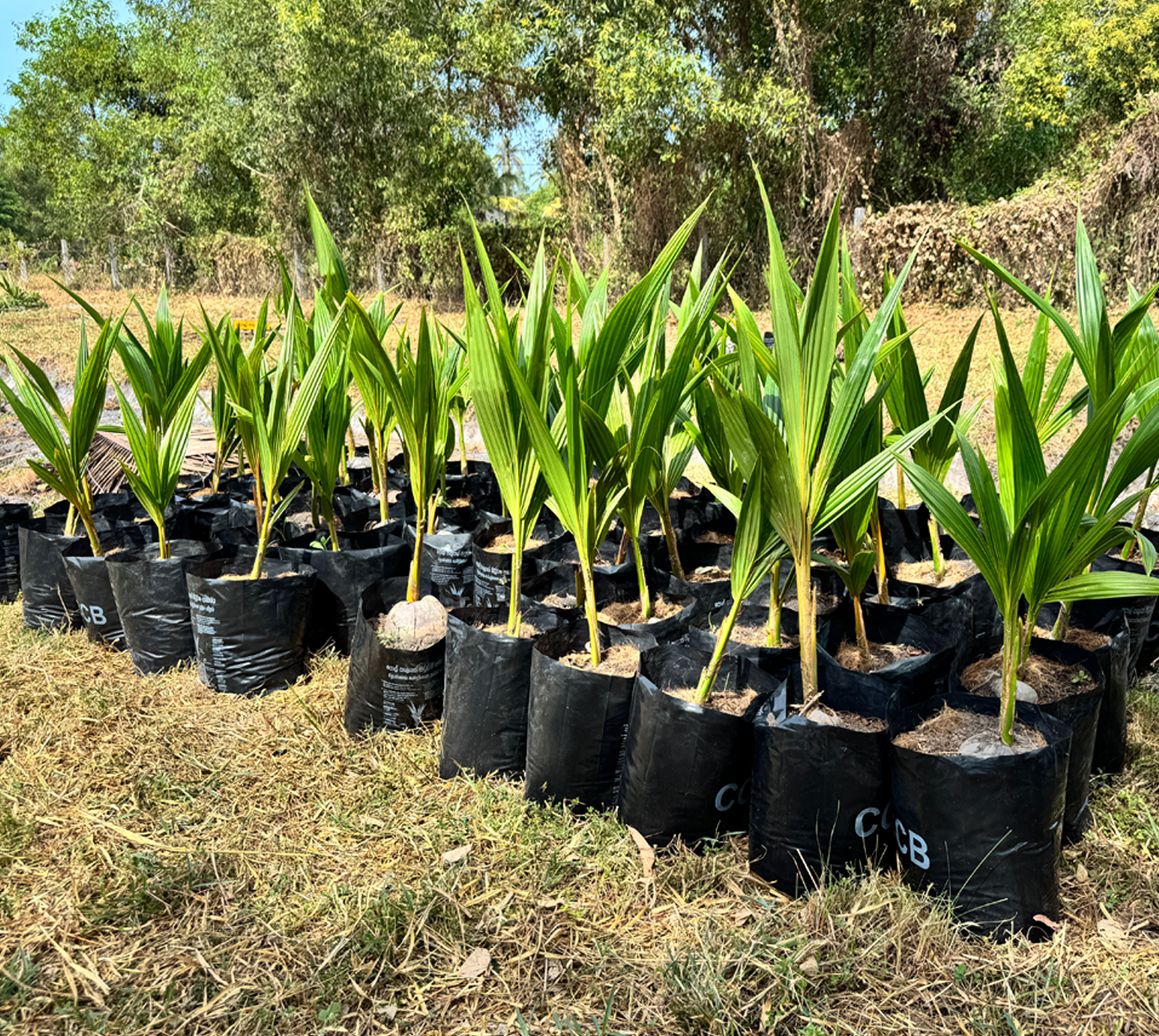 Coconut seedling distribution programme in the Eastern Province